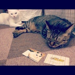 Gatos de Nekubukuro haciendo lo que mejor saben hacer Gatos de Nekubukuro haciendo lo que mejor saben hacer