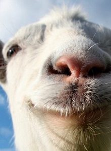 Goat Simulator: gameplay del juego más cabra del mundo